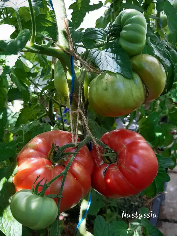 Tomaten: Nastassia