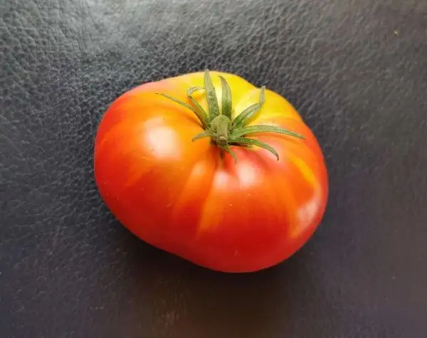 Tomaten: Nature’s Riddle