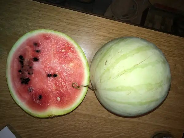 Obst: Navajo Winter wassermelone