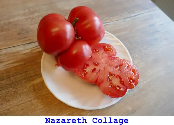 Tomaten: Nazareth Collage
