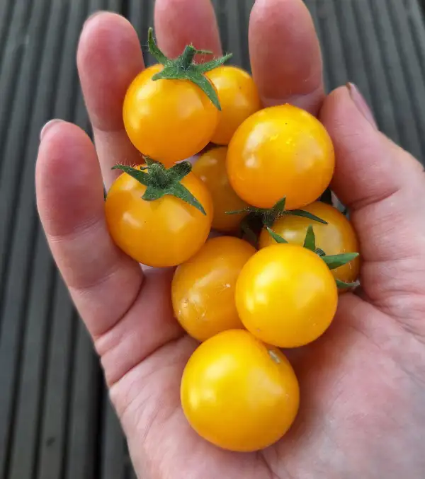 Tomaten: NEBOLSHOY LIMON