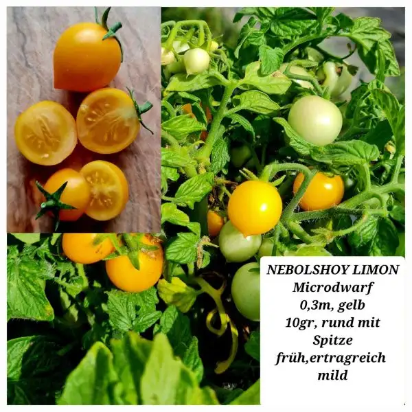 Tomaten: NEBOLSHOY LIMON