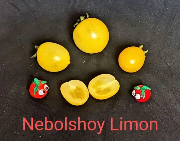 Tomaten: NEBOLSHOY LIMON