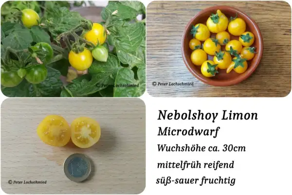 Tomaten: Nebolshoy Limon Microdwarf