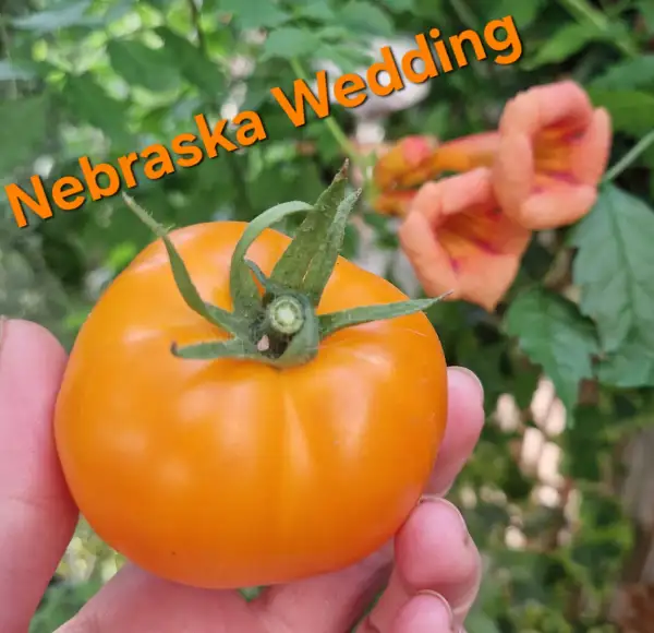 Tomaten: Nebraska Wedding