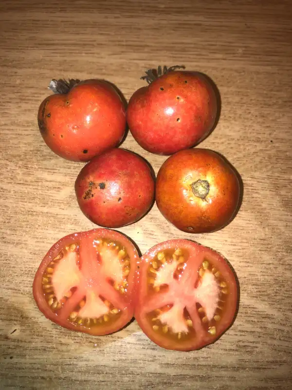 Tomaten: Nectarine