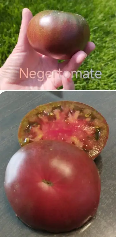 Tomaten: Negertomate