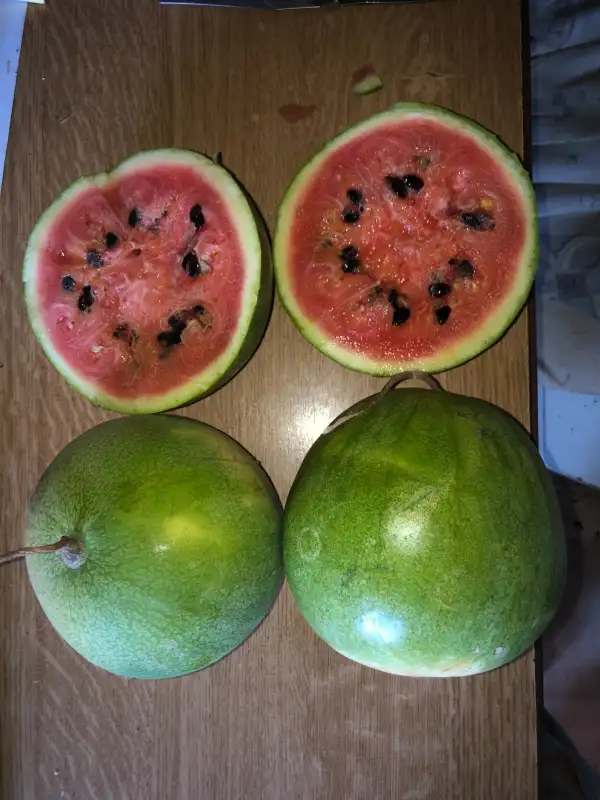 Obst: Negra de Aibar wassermelone