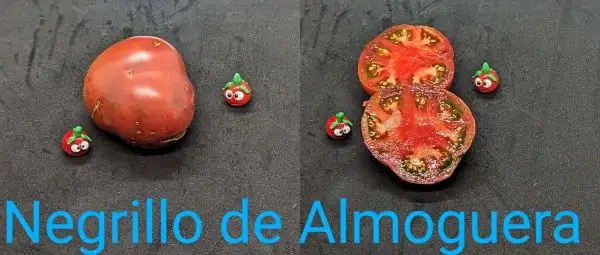 Tomaten: Negrillo de Almoguera