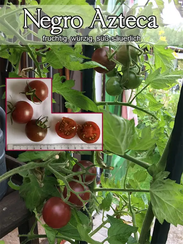 Tomaten: Negro Azteca