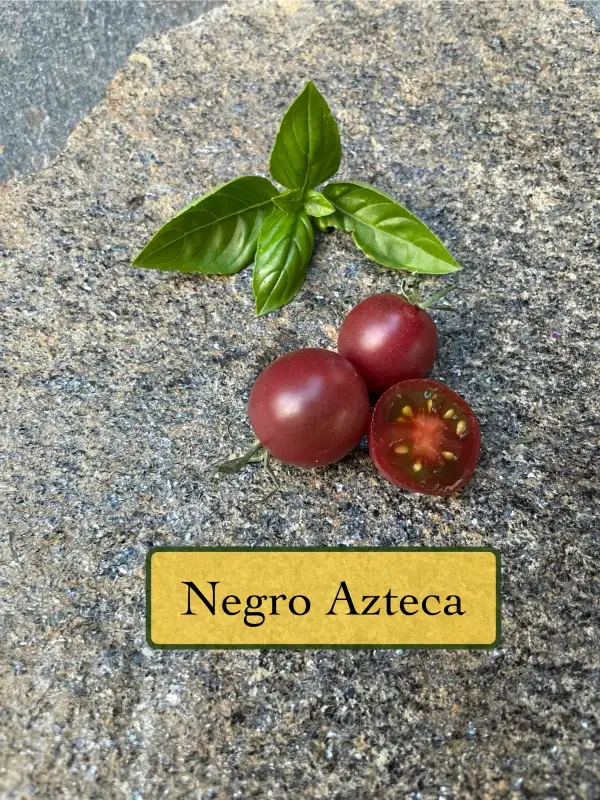 Tomaten: Negro Azteca