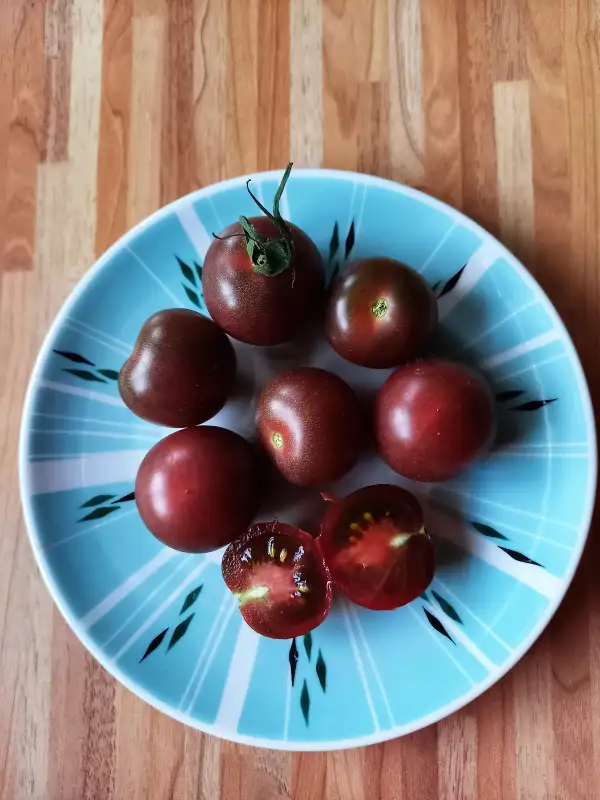 Tomaten: Negro Azteca