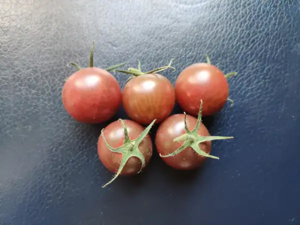 Tomaten: Negro Azteca