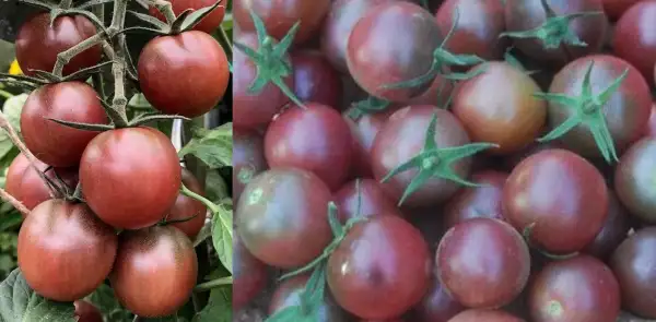 Tomaten: Negro Azteca
