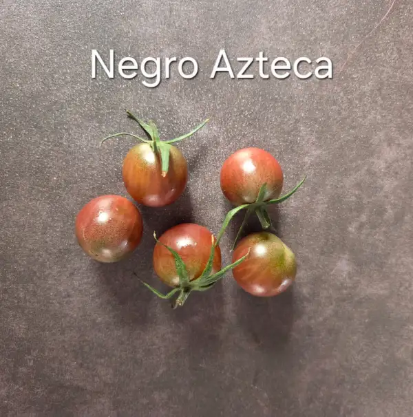 Tomaten: Negro Azteca
