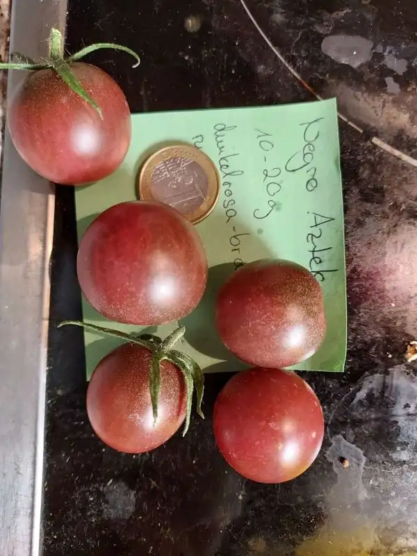 Tomaten: Negro Azteca