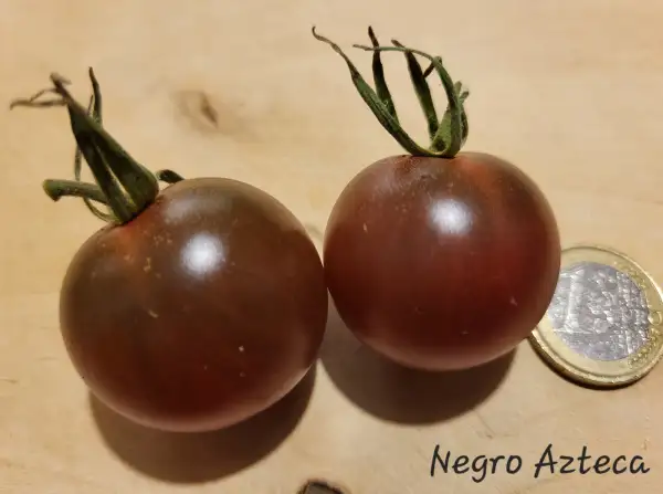 Tomaten: Negro Azteca