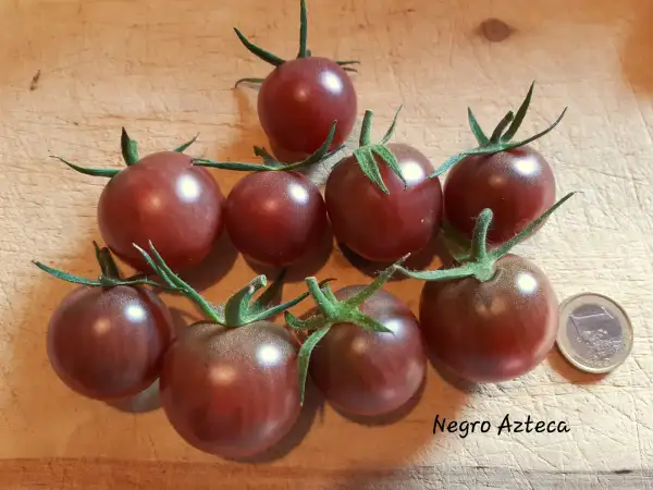 Tomaten: Negro Azteca