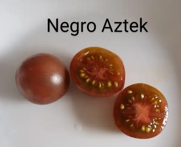 Tomaten: Negro Aztek,