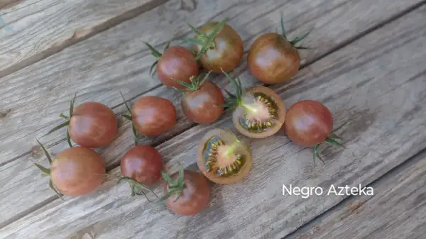 Tomaten: Negro Azteka