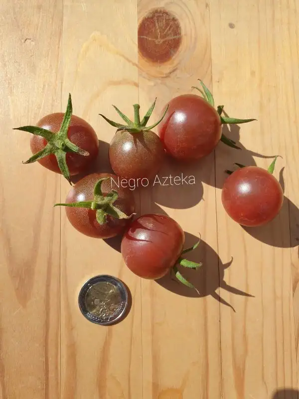 Tomaten: Negro Azteka