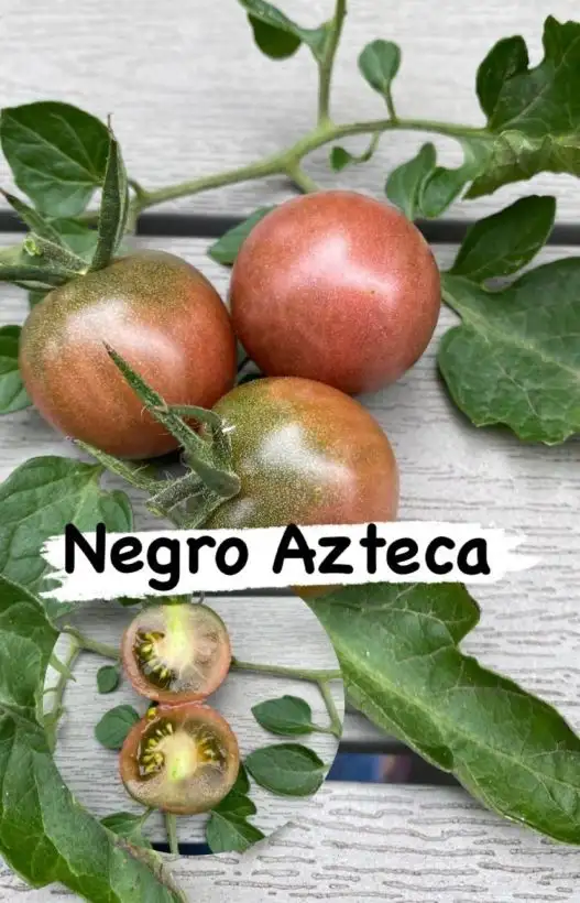 Tomaten: Negro Azteka