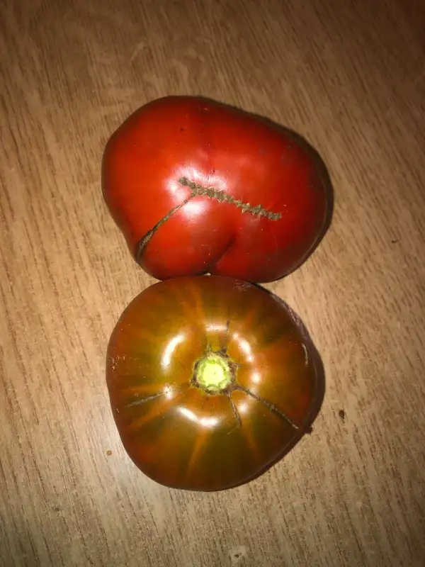 Tomaten: Negro de Almeria