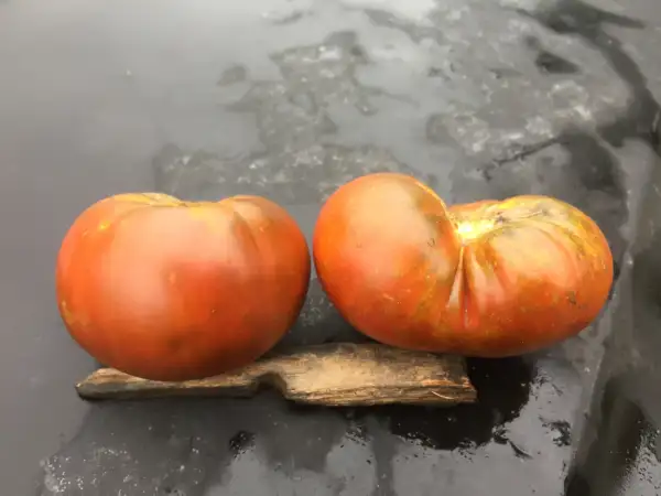 Tomaten: Negro de Jaén