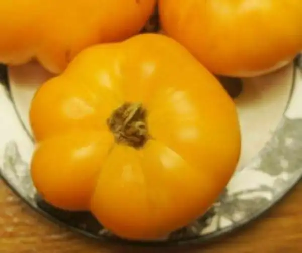 Tomaten: Nelson’s Golden Giant