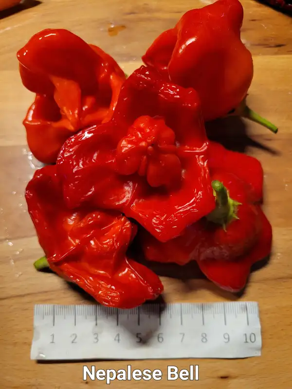 Chili / Paprika: Nepalese Bell Chili	Schärfe:	5-6	Höhe:	150cm