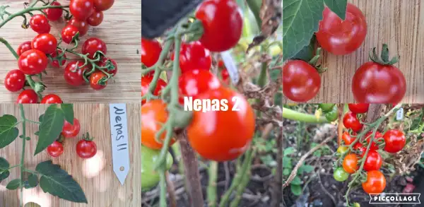 Tomaten: Nepas  - Zwergtomate