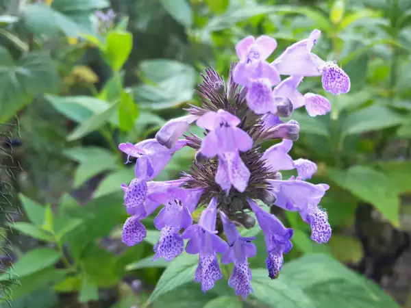 Stauden / Gehölz: Nepeta manchuriensis 