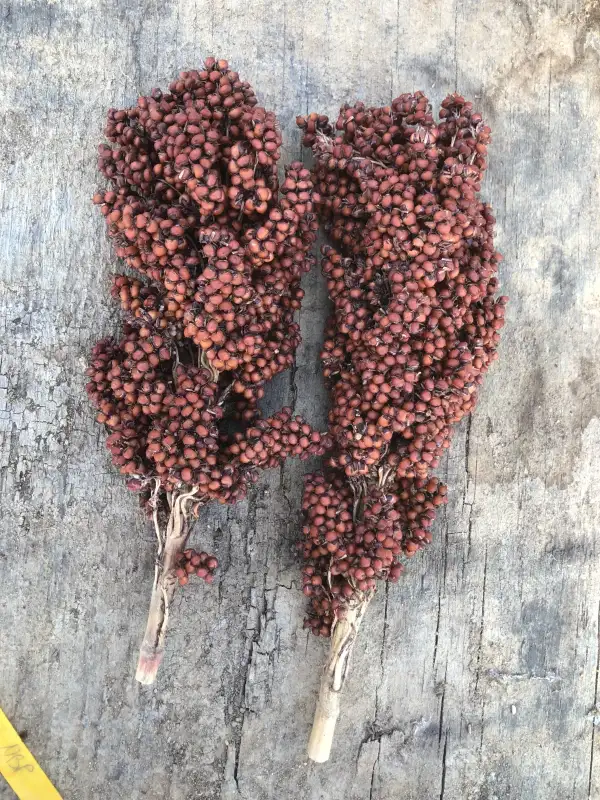 andere Gemüse: Nerum Boer Popping (Sorghum bicolor)