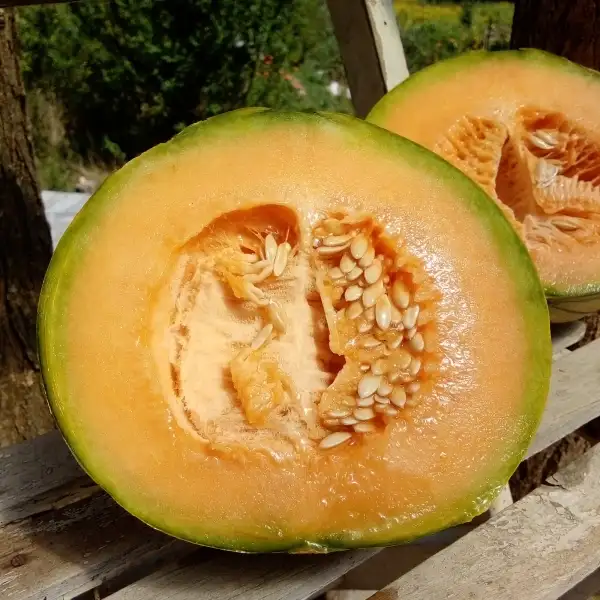 Melonen: Netzmelone Charentais, intensiv süßes Aroma – blumig, honigartig, leicht muskatig.