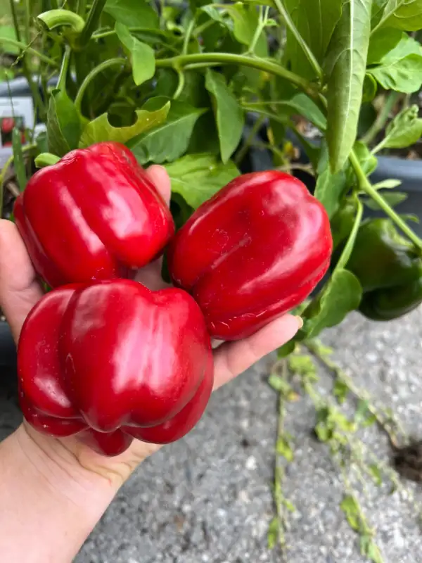 Chili / Paprika: Neusiedler Ideal