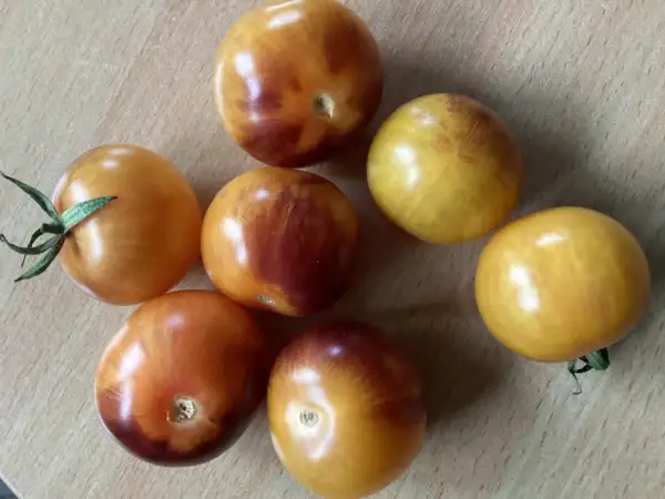 Tomaten: Never let me down again ( Bill Yoder )