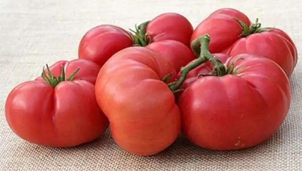 Tomaten: New Big Dwarf