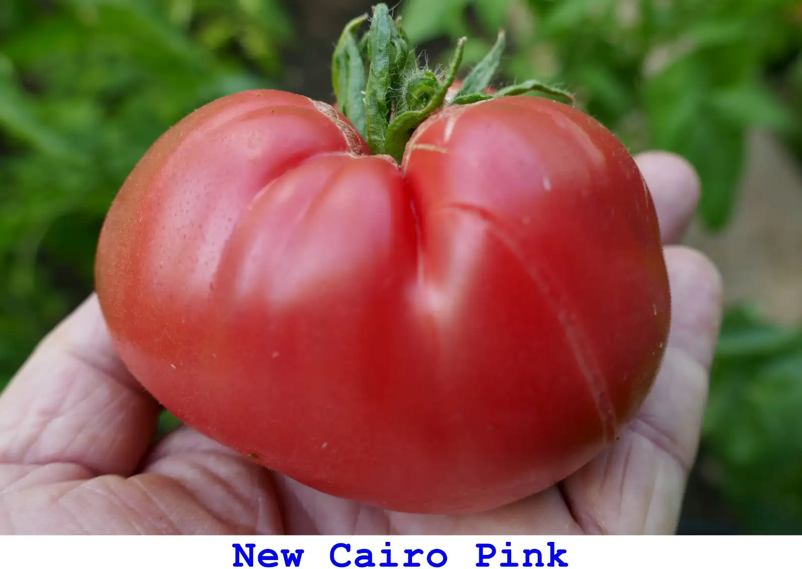 Tomaten: New Cairo Pink