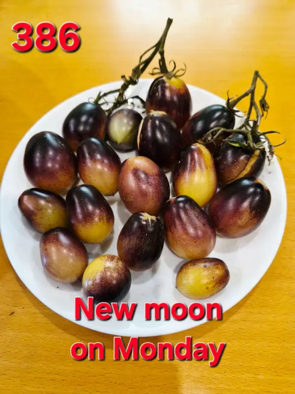 Tomaten: New moon on Monday
