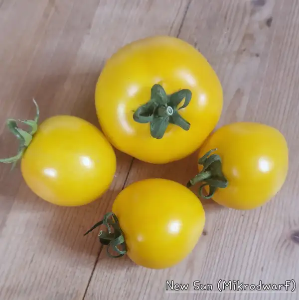 Tomaten: New Sun