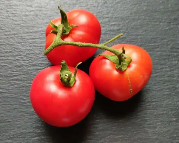 Tomaten: New Yorker