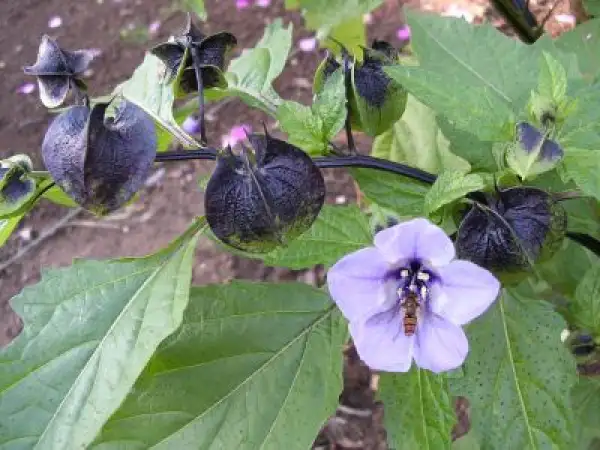 Blumen: Nicandra