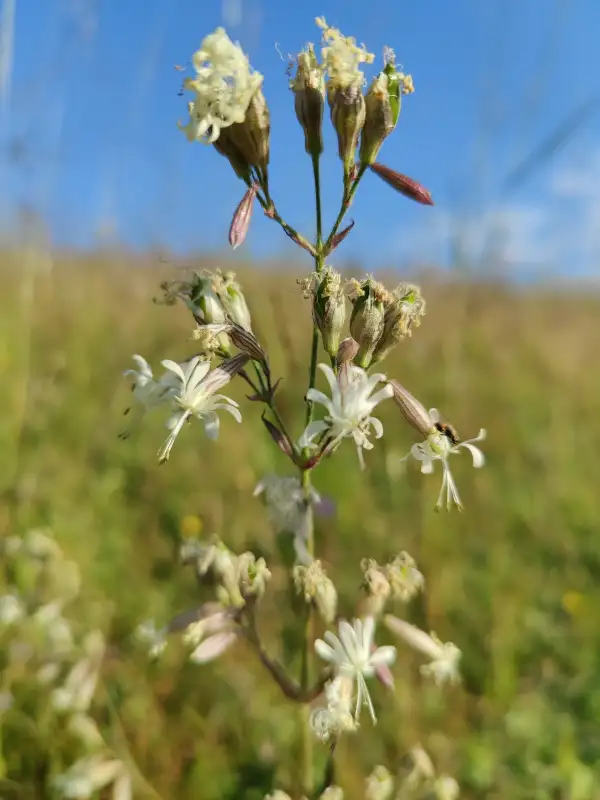 Blumen: Nickendes Leimkraut