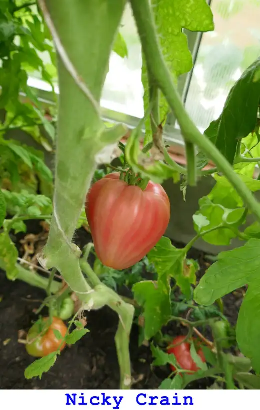 Tomaten: Nicky Crain