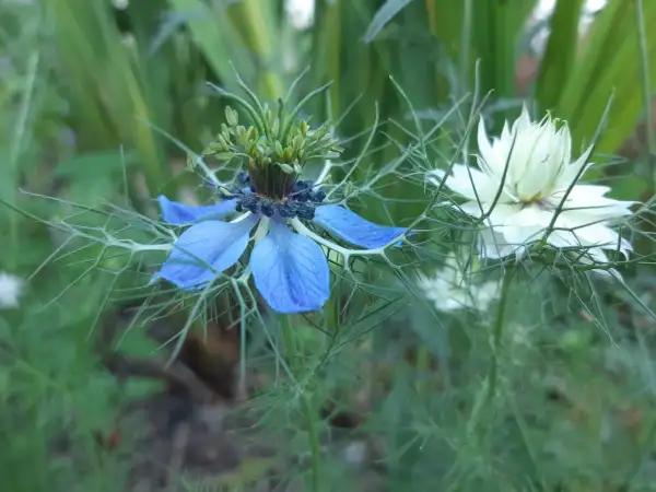 Blumen: Nigella damascena ‣ ‣ ‣ ‣ Jungfer im Grünen ‣ Love-in-a-Mist