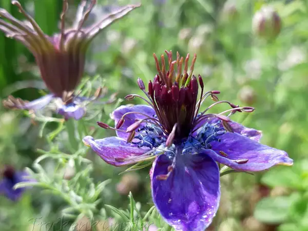 Blumen: Nigella hispanica  ‣ ‣ ‣ ‣ ‣ Spanische Jungfer ‣ Spanish love-in-a-mist