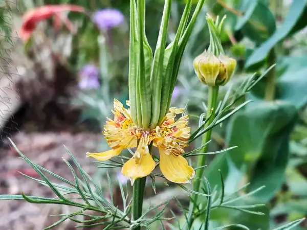 Blumen: Nigella oriëntalis 