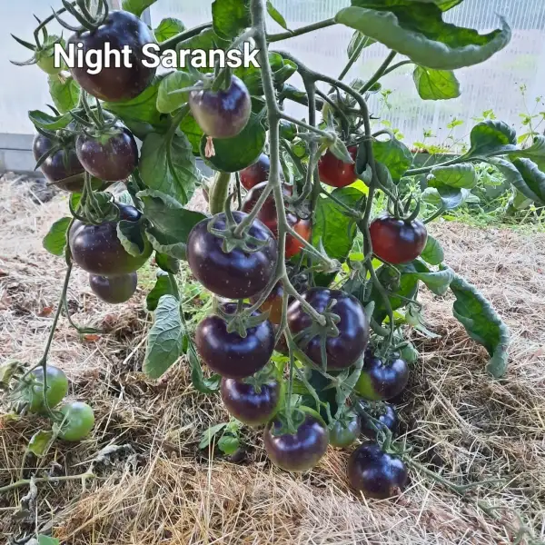 Tomaten: Night Saransk