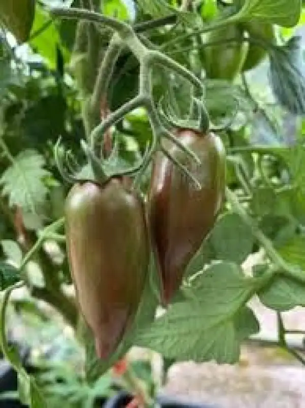 Tomaten: Night Smaragd