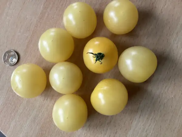 Tomaten: Nightingale DW